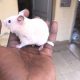 hamster habitué au contact humain