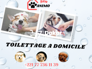Toilettage de chien à Domicile à Dakar SenAnimo