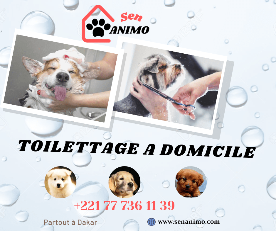 Toilettage de chien à Domicile à Dakar SenAnimo
